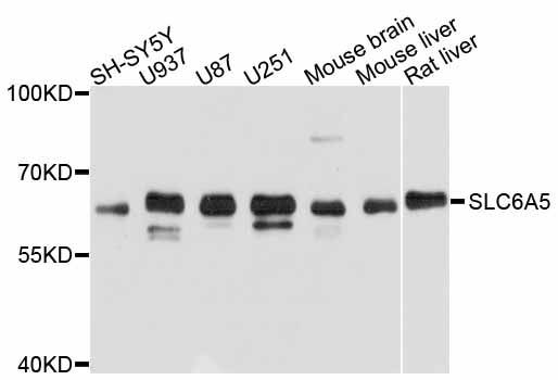 Western blot - SLC6A5 antibody (144-011647)