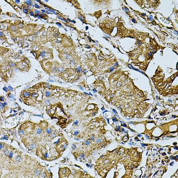 Immunohistochemistry - CDH6 antibody (144-08109)