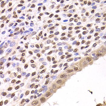 Immunohistochemistry - FKBP4 Polyclonal Antibody (144-05643)