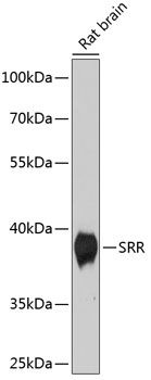 Western blot