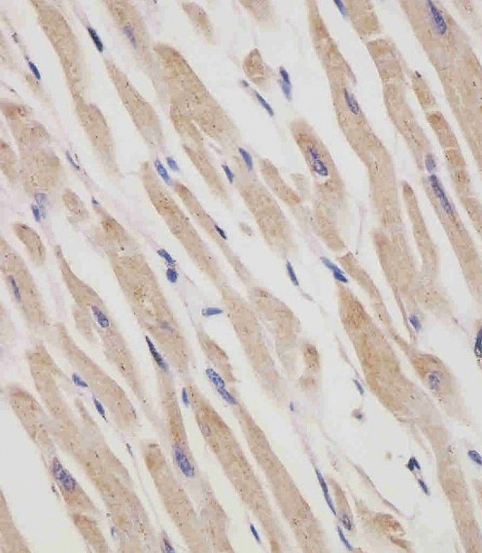 IHC-P