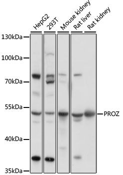 Western blot