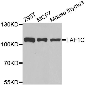 Western blot - TAF1C Polyclonal Antibody (144-06759)