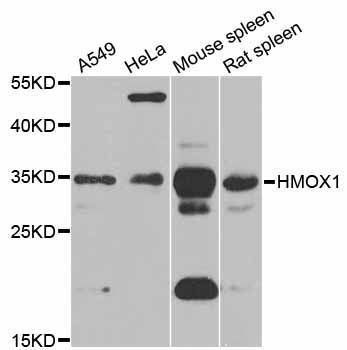 Western blot - HMOX1 Polyclonal Antibody (144-11102)