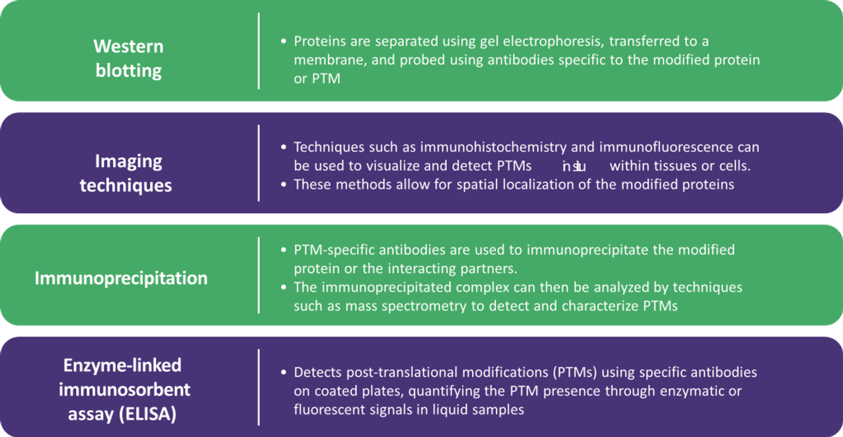 Common antibody-based methods for PTM detection