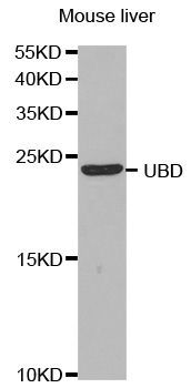 Western blot - UBD Polyclonal Antibody (144-05491)