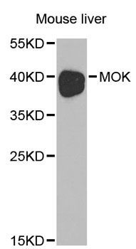 Western blot - MOK antibody (144-01786)