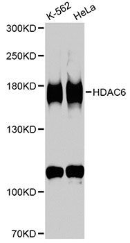 Western blot - HDAC6 antibody (144-01732)