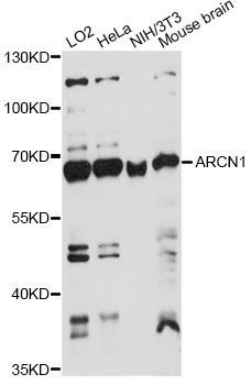 Western blot - ARCN1 antibody (144-60876)