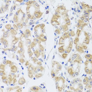 Immunohistochemistry - MIP antibody (144-02886)