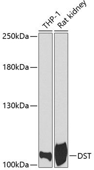 Western blot