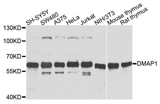 Western blot - DMAP1 antibody (144-02324)