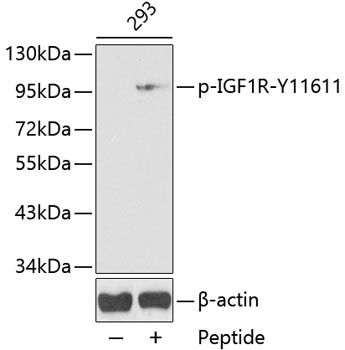Western blot