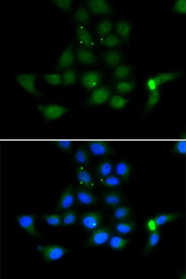 Immunofluorescence - TAT antibody (144-06764)