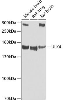 Western blot