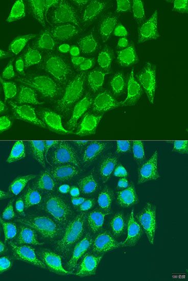 Immunofluorescence - MTX1 antibody (144-07912)