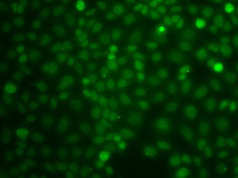 Immunofluorescence - CBLC antibody (144-07789)