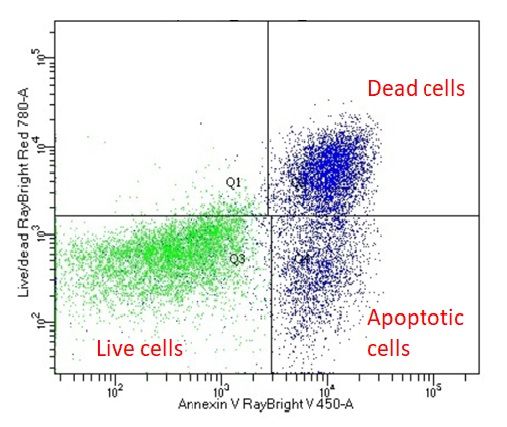 One million human PBMCs were stained with RayBright® Live R780 and RayBright® V450 Annexin V in 1x Annexin V Binding Buffer.