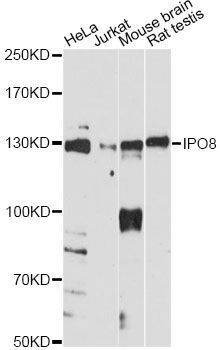 Western blot - IPO8 antibody (144-60748)