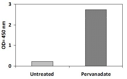 BTK Pervanadate Stimulation of Jurkat Cell Line