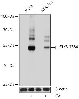 Western blot