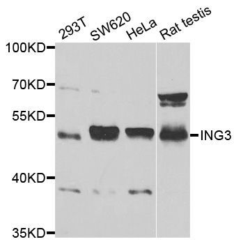 Western blot - ING3 antibody (144-05832)