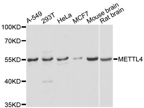 Western blot - METTL4 antibody (144-61472)