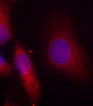 Immunofluorescence staining - Phospho-SRC-Y529 antibody (144-61493)