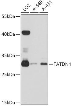 Western blot