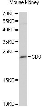 Western blot - CD9 Antibody (144-01703)
