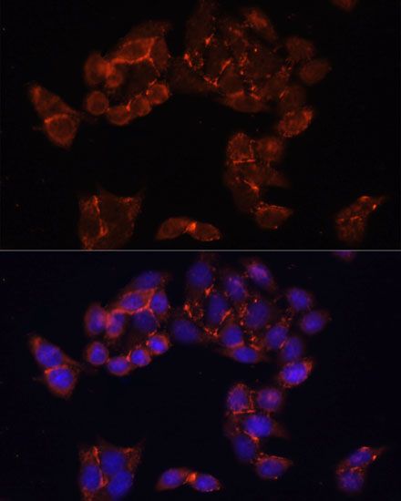 Immunofluorescence - FKBP5 antibody (144-61373)