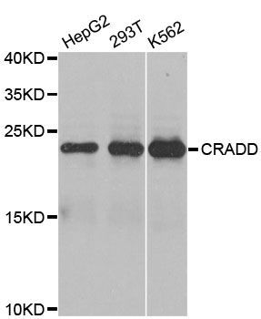 Western blot - CRADD antibody (144-01124)