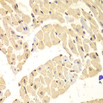 Immunohistochemistry - HIF1AN antibody (144-05466)