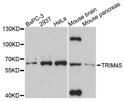 Western blot - TRIM45 antibody (144-012739)