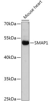 Western blot