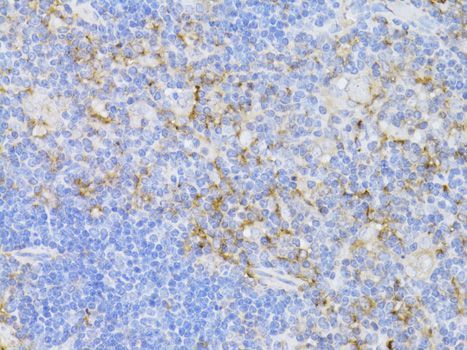 Immunohistochemistry - CD3E antibody (144-012415)