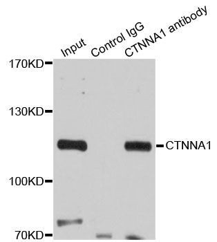 Immunohistochemistry - CTNNA1 Polyclonal Antibody (144-05635)
