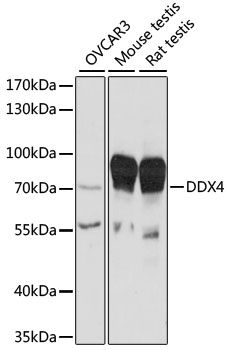Western blot - DDX4 antibody (144-015624)