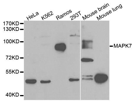 Western blot - MAPK7 Polyclonal Antibody (144-02111)