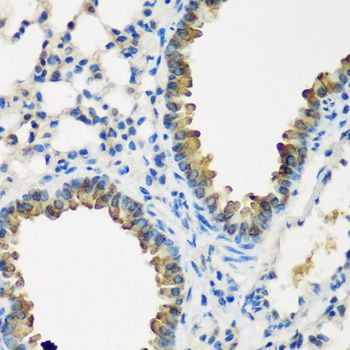 Immunohistochemistry - CYP2F1 antibody (144-07550)