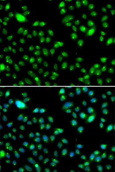 Immunofluorescence - L3MBTL3 antibody (144-07289)