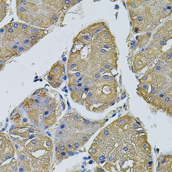 Immunohistochemistry - EIF1AY antibody (144-04270)