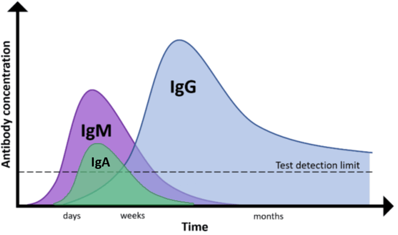 COVID-19 antibody concentrations