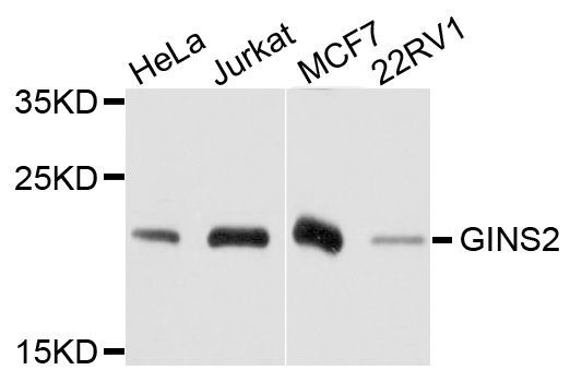 Western blot - GINS2 antibody (144-09172)