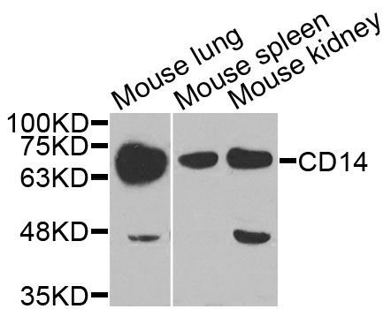 Western blot - CD14 Polyclonal Antibody (144-05737)