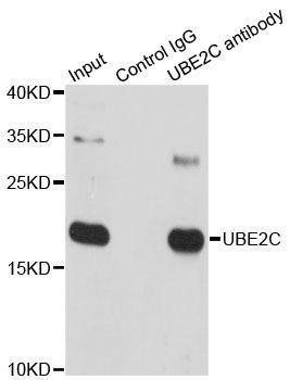 Immunoprecipitation - UBE2C Polyclonal Antibody (144-05499)