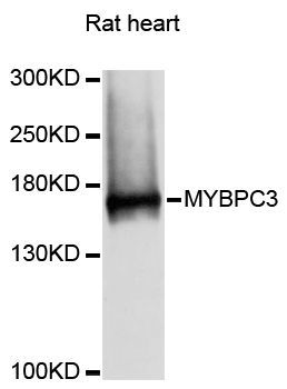 Western blot - MYBPC3 antibody (144-12351)