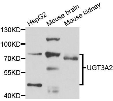 Western blot - UGT3A2 antibody (144-07611)