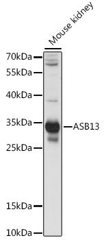 Western blot