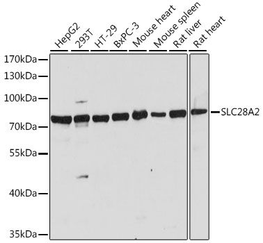 Western blot